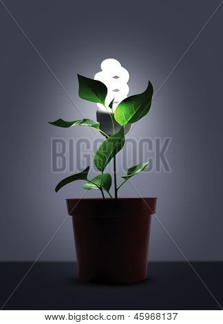 Ontkiemen In Flower Pot met witte gloeilamp