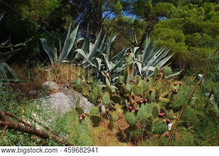 Cactus field. Prickly pear, opuntia ficus - indica with purple ripe fruits. Mission cactus, indian fig opuntia.