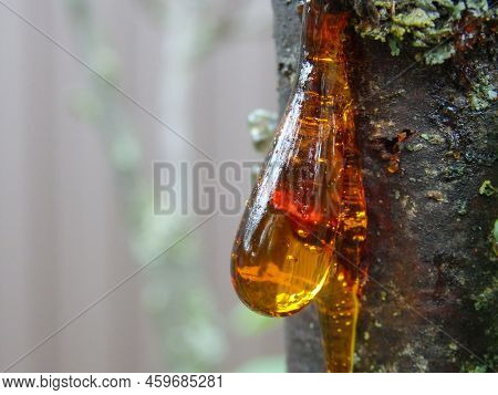 Amber Yellow Resin Drop. Resin On The Tree In Orchard. Orange Natural Resin On A Tree