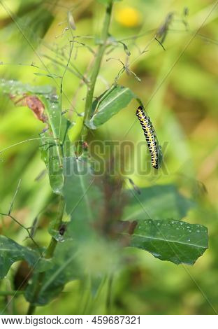 Beautiful Caterpillar Of Cucullia Lactucae Aka Lettuce Shark