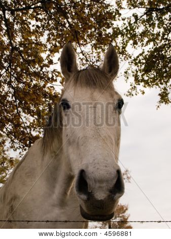 Hvide hest