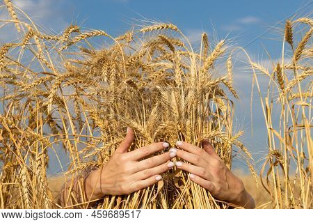 Hands Hugging Ears Of Wheat On The Background Of The Field. High Quality Photo