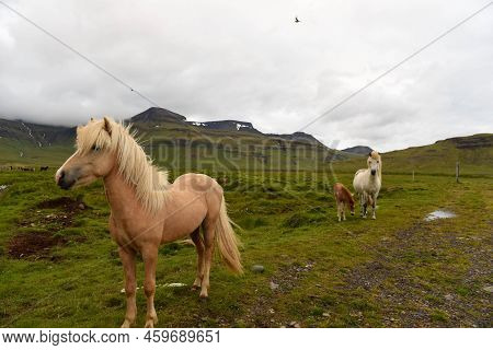 View At Horses On Snaefellsnes Penisola In Iceland