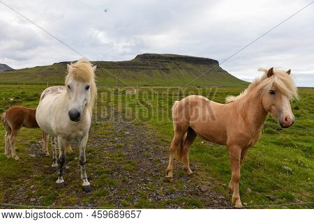 View At Horses On Snaefellsnes Penisola In Iceland