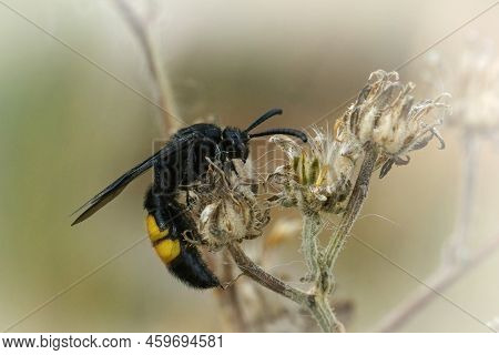 Detailed Closeup On A Black And Yellow Scoliid Wasp, Scolia Hirta Resting On Dried Flower Bud