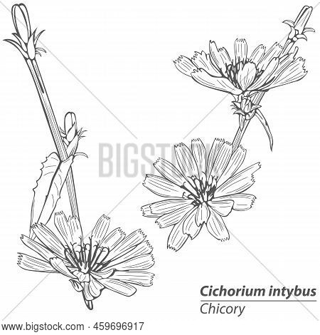 Chicory Flower Or Cichorium Intybus In Vintage Style. Vector Image