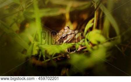 A Beautiful Cute Brown Frog With Yellow Eyes Hid In The Green Grass On A Summer Day. A Frog In The W