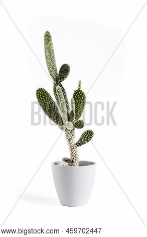 Opuntia Microdasys Var. Albispina Cactus In A Pot Isolated On White Background.