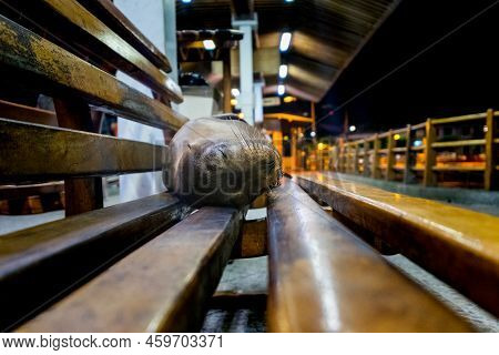 A Little Sea Lion Is Sleeping On A Bench In The Middle Of Puerto Ayora\'s Harbour, Santa Cruz Island