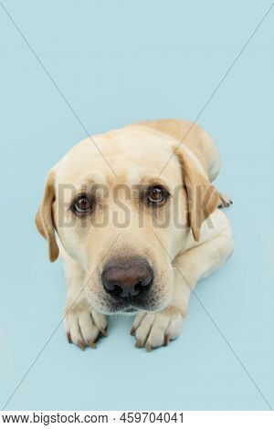 Poortrait Labrador Retriever Dog Looking Up With Sad Eyes. Isolated On Blue Pastel Background