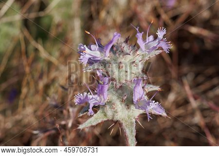 Purple Flowering Determinate Cymose Head Inflorescence Of Salvia Carduacea, Lamiaceae, Native Annual