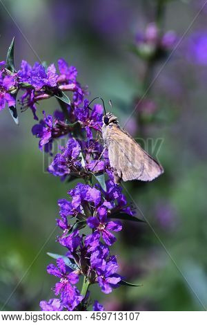 Lythrum Anceps ( Loosestrife ) Flowers. Lythraceae Perennial Plants. Grows In Marshes And Produces N
