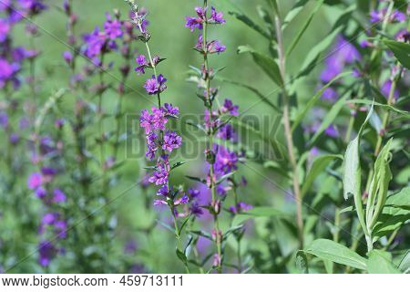 Lythrum Anceps ( Loosestrife ) Flowers. Lythraceae Perennial Plants. Grows In Marshes And Produces N