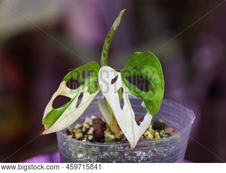 A White Green Leaf Of Variegated Monstera Adansonii, A Rare Tropical Houseplant