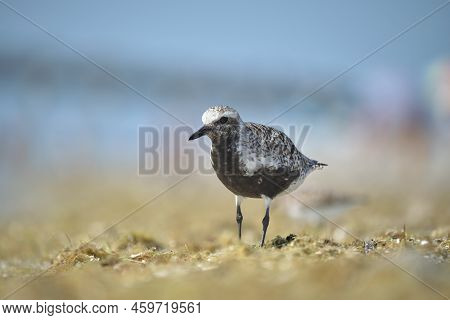 Black-bellied Plover Wild Sea Birdlooking For Food On Seaside In Summer