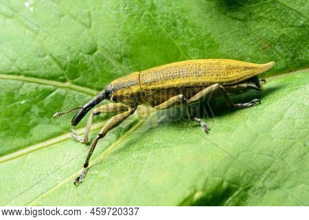 Large Yellow Weevil Lixus Iridis On A Leaf Of A Plant In Belarus