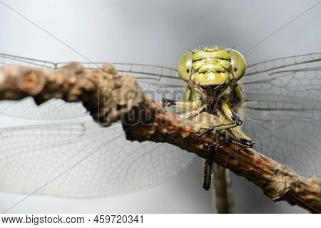 Large Green Dragonfly Female Green Snaketail (ophiogomphus Cecilia) On A Dry Twig Against The Sky