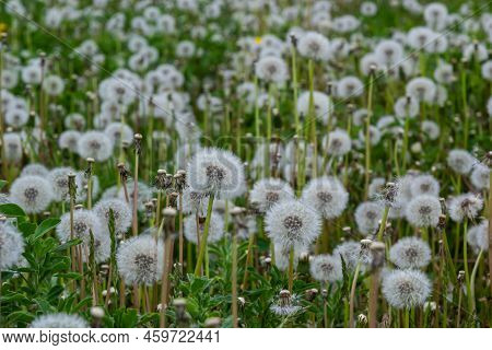 Dandelion Field. A Lot Of Dandelion. Glade Of Dandelions Juicy Green Summer Lightness. Macro Dandeli