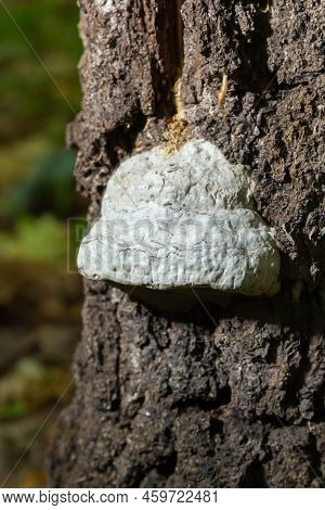 Fomes Fomentarius, Commonly Known As The Tinder Fungus