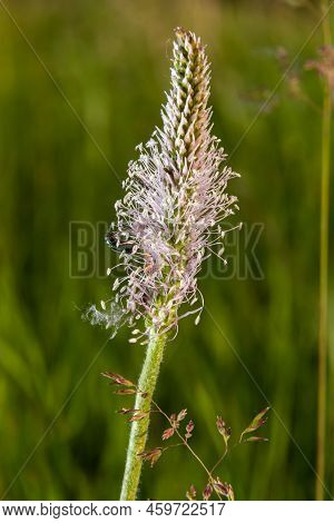 Plantago Lanceolata Is A Species Of Flowering Plant In The Plantain Family Plantaginaceae. It Is Kno