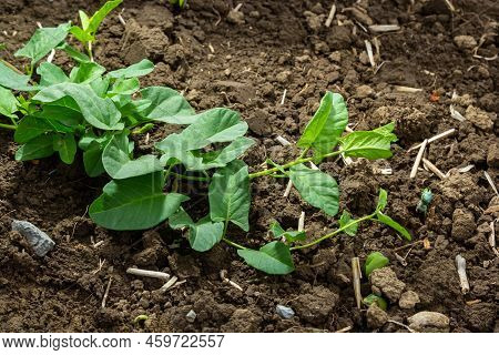 Convolvulus Arvensis Grows And Blooms In The Field