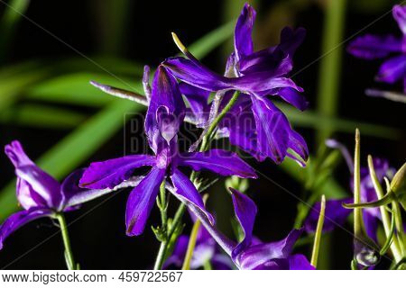 Forking Larkspur, Consolida Regalis Or Wild Delphinium Blue Flowers, Shallow Depth Of Field. Summer