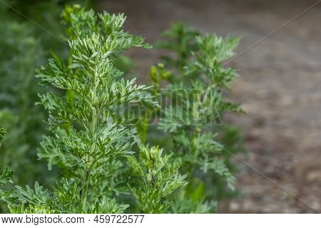 Wormwood Artemisia Absinthium In Garden. Wormwood Plant Used For Herbal Medicine