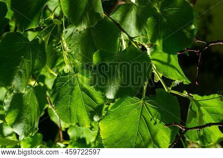 Close Up View Of Linden Tree Before Blooming On A Summer's Day
