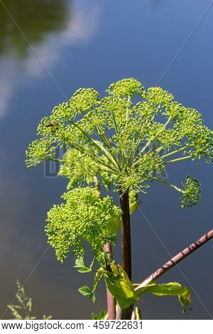 Medicinal, Essential Oil, Honey, Food Plant - Angelica Archangelica Grows In The Wild