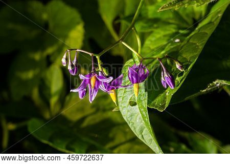 Bittersweet Nightshade, Solanum Dulcamara, Flowers And Buds With Leaves Close Up