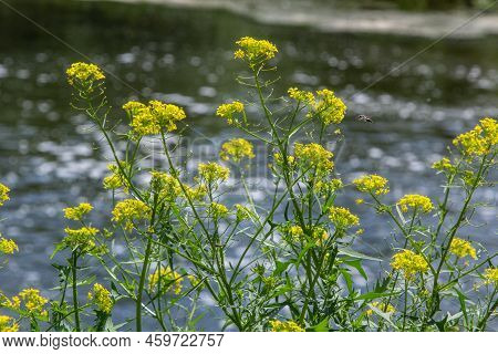 The Close Up Of Wintercress Barbarea Vulgaris Brassicaceae. Selective Focus.flower Of Land Cress, Ba