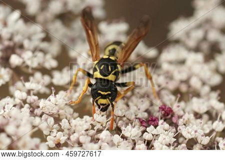 Frontal Closeup On The European Paperwasp, Polistes Dominula, Sitting On A Wild Carrot, Daucus Carot
