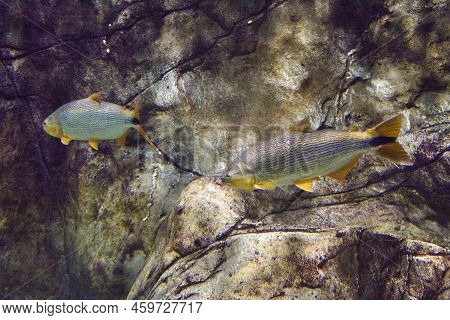 Salminus Brasiliensis Dorado, Golden Dorado, River Tiger Or Jawed Haracin - Large Predatory Freshwat