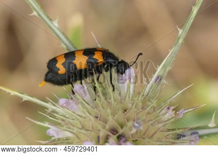 Detailed Closeup On The Colorful Mediterranean Blister Beetle Mylabris Variabilis Beetle, In The Fie