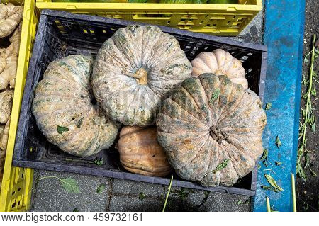 Old Last Year Wilted Pumpkins In A Plastic Box For Sale