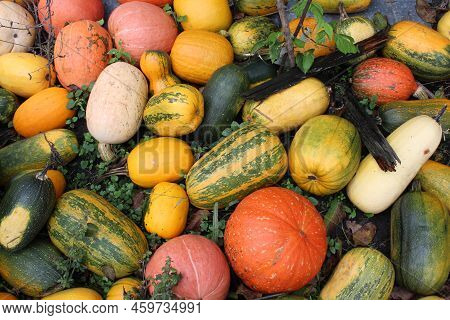 Multi-colored Orange Yellow Green Pumpkins Lie On The Grass. Halloween Background For The Holiday