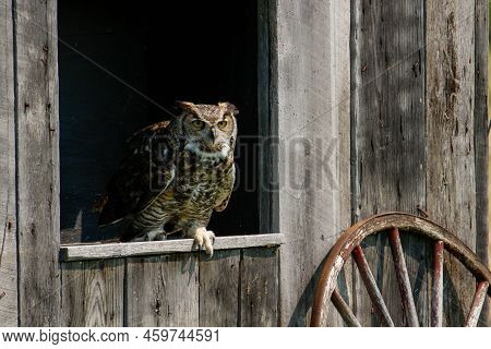 A Coastal Great Horned Owl Taking Flight From Her Springtime Nest Over The Inter Coastal Waterway In