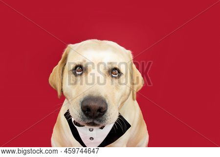 Portrait Funny And Fat Labrador Retriever Dog Wearing A Tuxedo And Celerbating Birthday Or Valentine