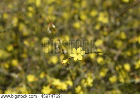 Winter Jasmine Shrub Branch With Yellow Flowers