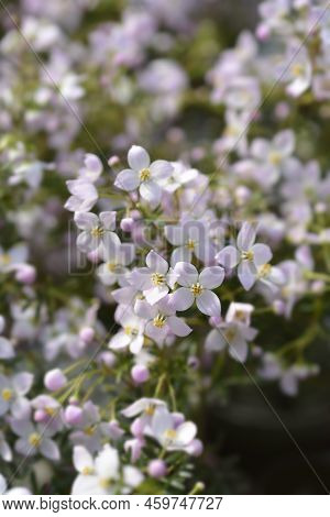 Narrow-leaved Boronia Pink Star Flowers In The Spring
