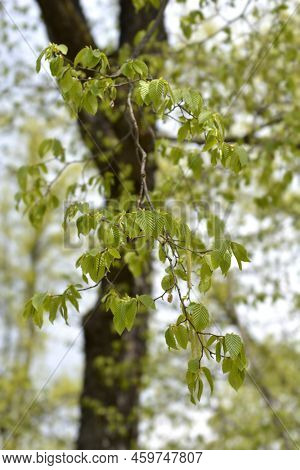 European Hop Hornbeam Branches With Flowers In The Spring