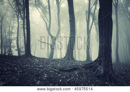 Mörka skogen med fog