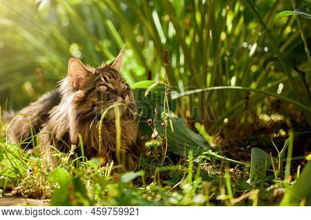 Large Beautiful Maine Coon Cat, Portrait Striped Domestic Cat Resting In The Grass, Warm Sunny Light