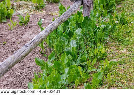 Horse Sorrel - Rumex Confertus - Grows Under A Wooden Fence, Summer Day Close-up.
