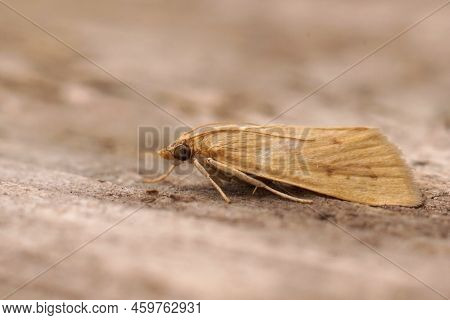 Detailed Closeup On A Pale Brown Colored Mediterranean Crambidae Moth, Achyra Nudalis Sitting On Woo
