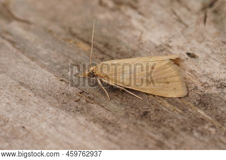 Detailed Closeup On A Pale Brown Colored Mediterranean Crambidae Moth, Achyra Nudalis Sitting On Woo