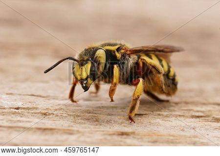 Detailed Closeup On A Colorful Yellow Female Florentine Woolcarder Bee, Anthidium Florentinum Sittin