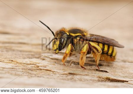 Detailed Closeup On A Colorful Yellow Female Florentine Woolcarder Bee, Anthidium Florentinum Sittin
