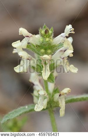 Vertical Closeup On The White Flowers Of The Stiff Hedgenettle, Stachys Recta In The Mediterranean A