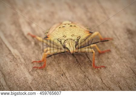 Detailed Closeup On The Pale Colored Mediterranean Carpocoris Mediterraneus Atlanticus Shieldbug Sit